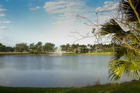 Lakes and Palm Trees